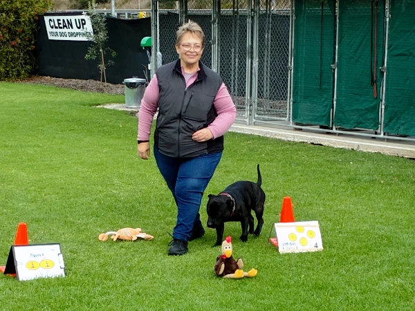 Rally O dog training at Southern Obedience Dog Club Melbourne